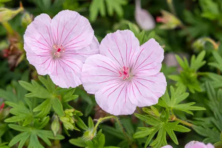 Geranium sanguineum striatum - 2 Ltr pot - image 3