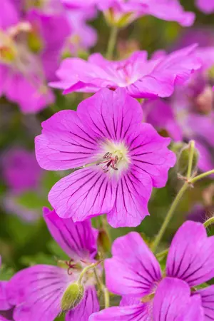 Geranium 'Sirak' - 2 Ltr pot - image 5