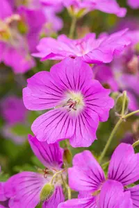 Geranium 'Sirak' - 2 Ltr pot - image 5