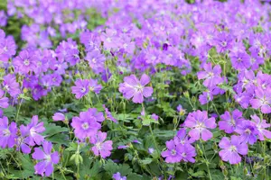Geranium 'Sirak'
