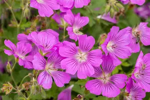 Geranium 'Sirak' - 2 Ltr pot - image 4
