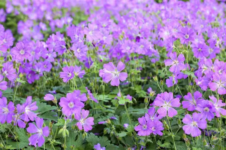 Geranium 'Sirak' - P9 - image 1