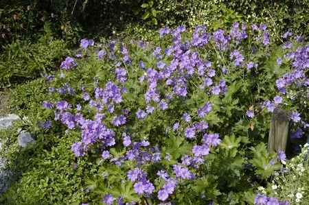 Geranium 'Sirak' - 2 Ltr pot - image 2
