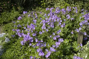 Geranium 'Sirak' - 2 Ltr pot - image 2