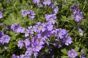 Geranium 'Sirak' - 2 Ltr pot - image 3