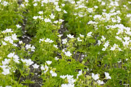 Geranium sylvaticum 'Album' - P9 - image 1