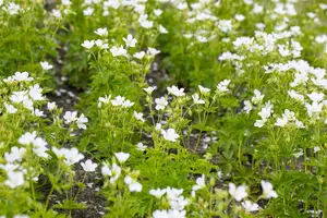 Geranium sylvaticum 'Album'