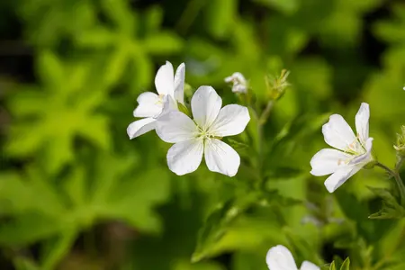 Geranium sylvaticum 'Album' - P9 - image 2