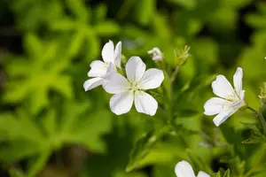 Geranium sylvaticum 'Album' - P9 - image 2