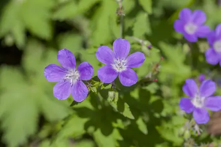 Geranium sylvaticum 'Mayflower' - P11 - image 1