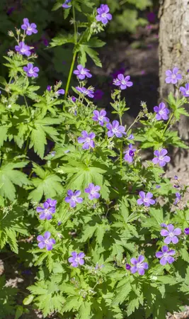 Geranium sylvaticum 'Mayflower' - P9 - image 2