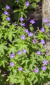 Geranium sylvaticum 'Mayflower' - P9 - image 2