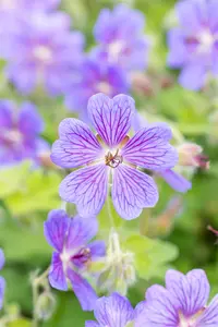 Geranium 'Terre Franche' - P9 - image 3