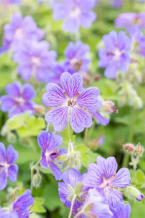 Geranium 'Terre Franche' - P9 - image 4