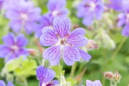 Geranium 'Terre Franche' - P9 - image 5