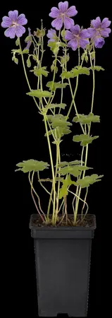 Geranium 'Terre Franche' - P9 - image 1
