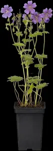 Geranium 'Terre Franche'