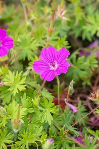 Geranium 'Tiny Monster' - P11 - image 5