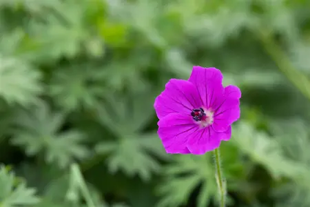 Geranium 'Tiny Monster' - P9 - image 2