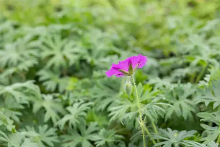Geranium 'Tiny Monster' - P9 - image 3