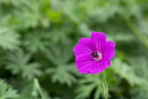 Geranium 'Tiny Monster' - P11 - image 2