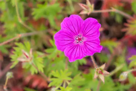 Geranium 'Tiny Monster' - P11 - image 4