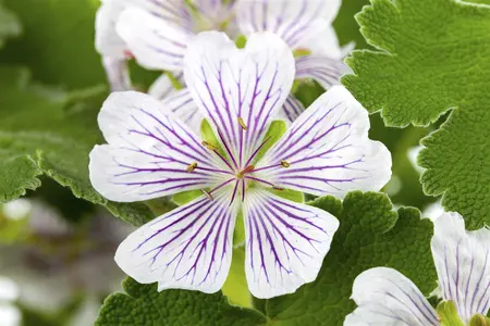 Geranium versicolor - P9