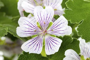 Geranium versicolor