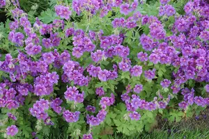 Geranium wal. 'Mary Anne' - P9 - image 2