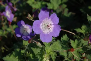 Geranium wal. 'Sweet Heidy'