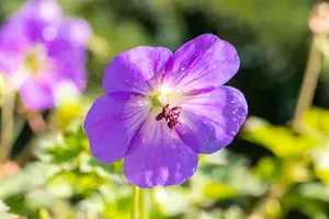 Geranium wall. 'Kelly Anne' - P9 - image 4