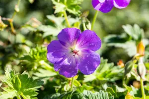 Geranium wall. 'Kelly Anne' - P9 - image 5