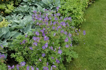 Geranium wall. 'Kelly Anne' - P9 - image 1