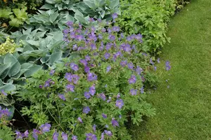 Geranium wall. 'Kelly Anne'