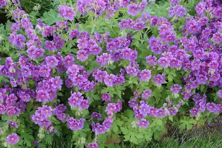 Geranium wall. 'Kelly Anne' - P9 - image 2