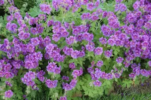 Geranium wall. 'Kelly Anne' - P9 - image 2