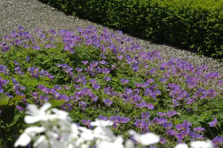 Geranium wall. 'Kelly Anne' - P9 - image 3