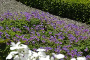 Geranium wall. 'Kelly Anne' - P9 - image 3