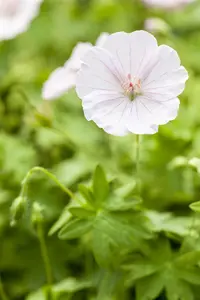 Geranium 'West Acre Halo'? - 3 Ltr pot - image 4