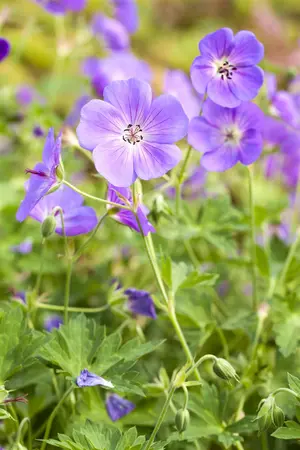 Geranium 'West Acre Halo'? - 3 Ltr pot - image 5