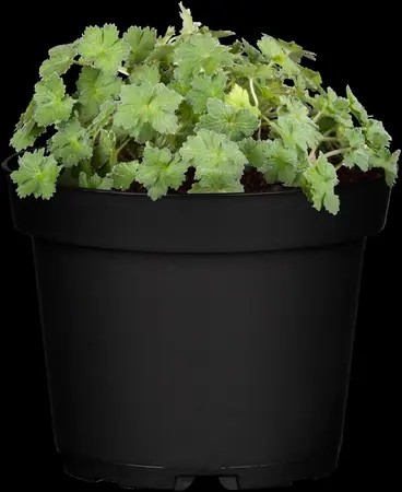 Geranium 'West Acre Halo'? - 3 Ltr pot - image 1