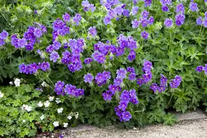 Geranium 'West Acre Halo'? - 3 Ltr pot - image 2