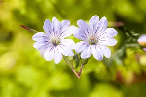 Geranium 'West Acre Halo'? - 3 Ltr pot - image 3