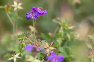 Geranium wlassovianum - P9 - image 5