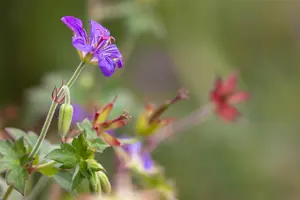 Geranium wlassovianum - P9 - image 2