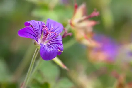 Geranium wlassovianum - P9 - image 3