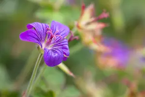 Geranium wlassovianum - P9 - image 3