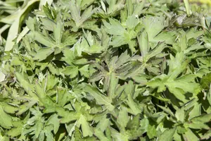 Geranium wlassovianum - P9 - image 4