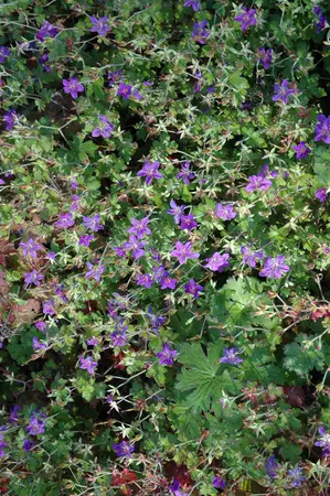Geranium wlassovianum - P9 - image 5