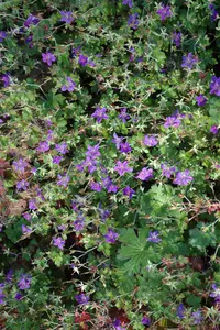 Geranium wlassovianum - P9 - image 5